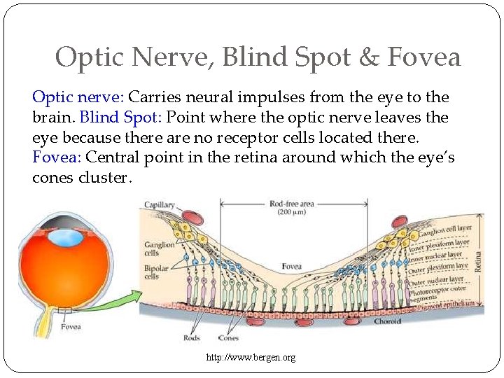 Optic Nerve, Blind Spot & Fovea Optic nerve: Carries neural impulses from the eye