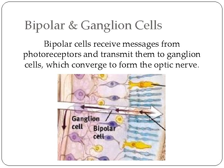 Bipolar & Ganglion Cells Bipolar cells receive messages from photoreceptors and transmit them to