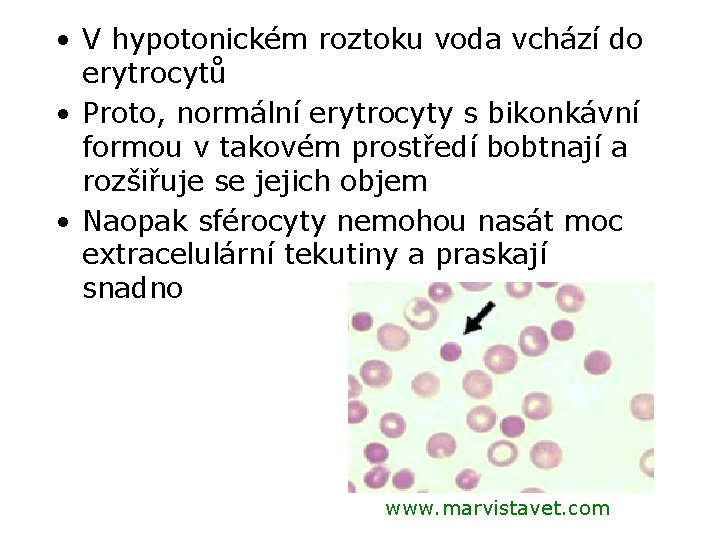  • V hypotonickém roztoku voda vchází do erytrocytů • Proto, normální erytrocyty s