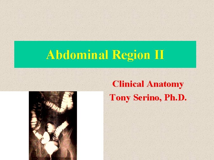 Abdominal Region II Clinical Anatomy Tony Serino, Ph. D. 