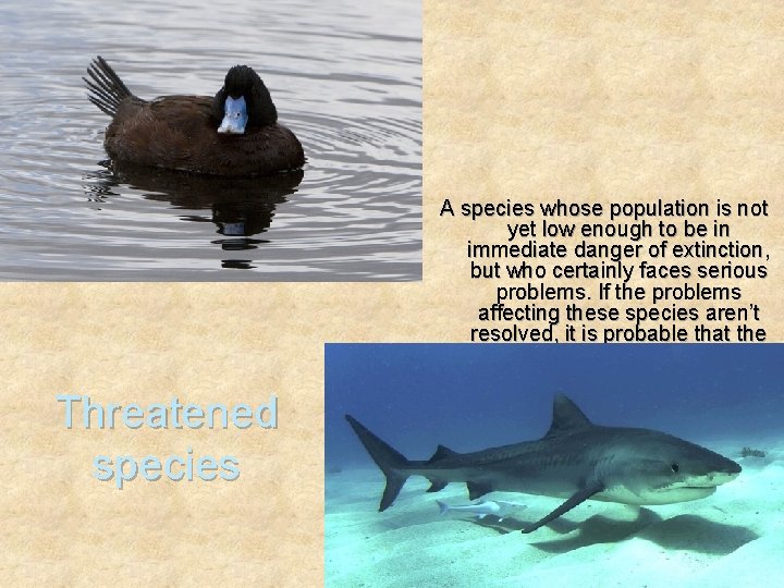 Threatened species A species whose population is not yet low enough to be in