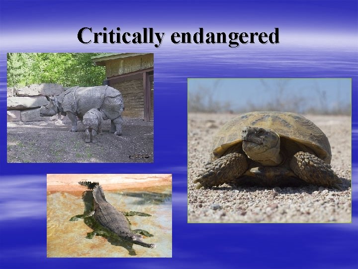 Critically endangered 