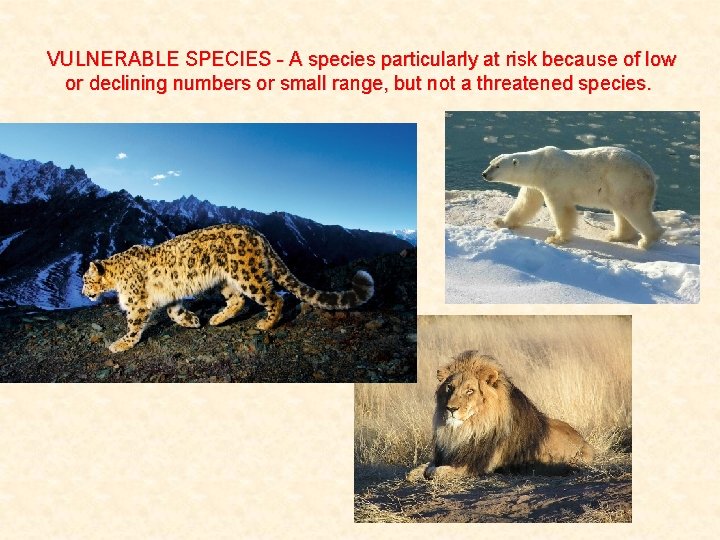 VULNERABLE SPECIES - A species particularly at risk because of low or declining numbers