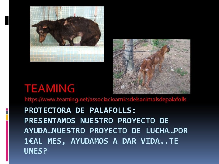 TEAMING https: //www. teaming. net/associacioamicsdelsanimalsdepalafolls PROTECTORA DE PALAFOLLS: PRESENTAMOS NUESTRO PROYECTO DE AYUDA…NUESTRO PROYECTO