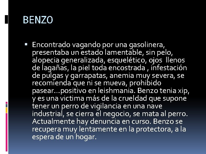 BENZO Encontrado vagando por una gasolinera, presentaba un estado lamentable, sin pelo, alopecia generalizada,