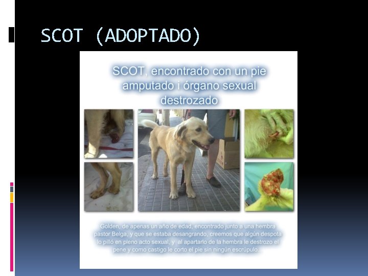 SCOT (ADOPTADO) 