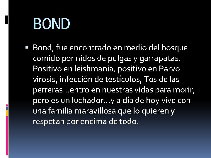 BOND Bond, fue encontrado en medio del bosque comido por nidos de pulgas y