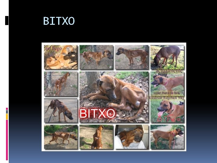 BITXO 