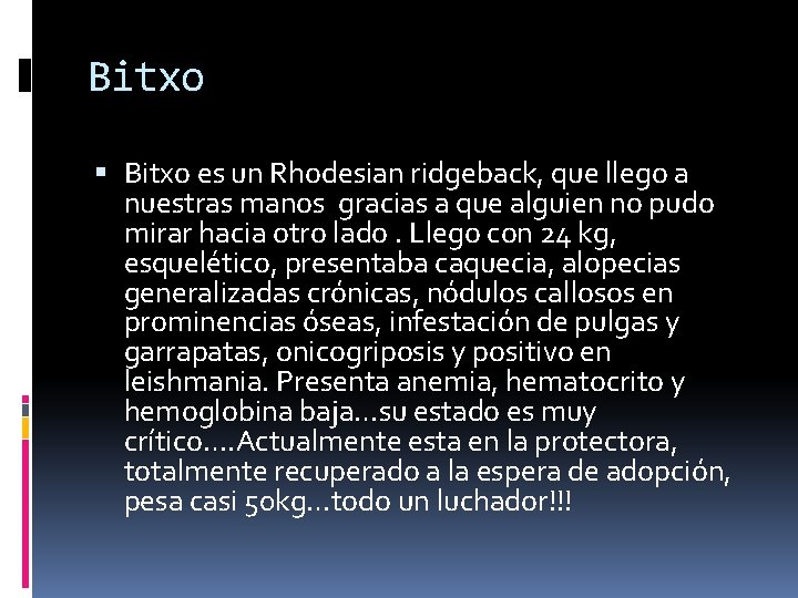 Bitxo es un Rhodesian ridgeback, que llego a nuestras manos gracias a que alguien