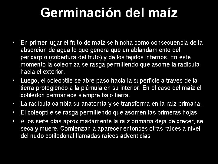 Germinación del maíz • En primer lugar el fruto de maíz se hincha como