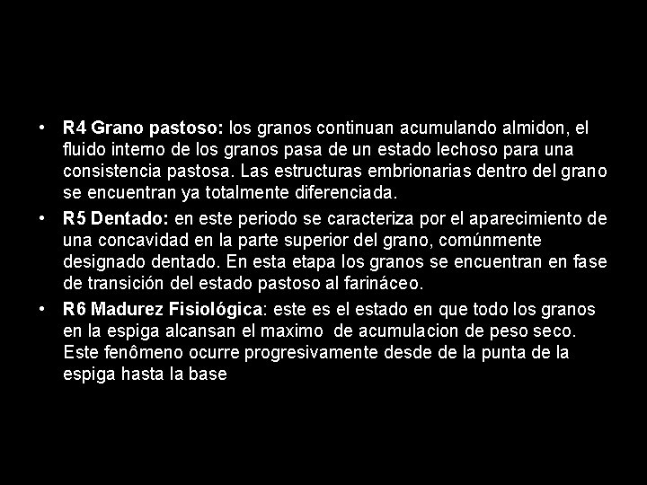  • R 4 Grano pastoso: los granos continuan acumulando almidon, el fluido interno