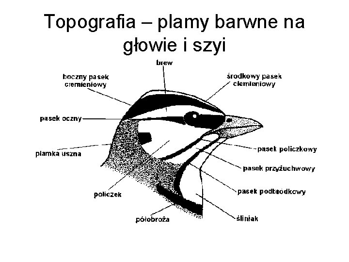 Topografia – plamy barwne na głowie i szyi 