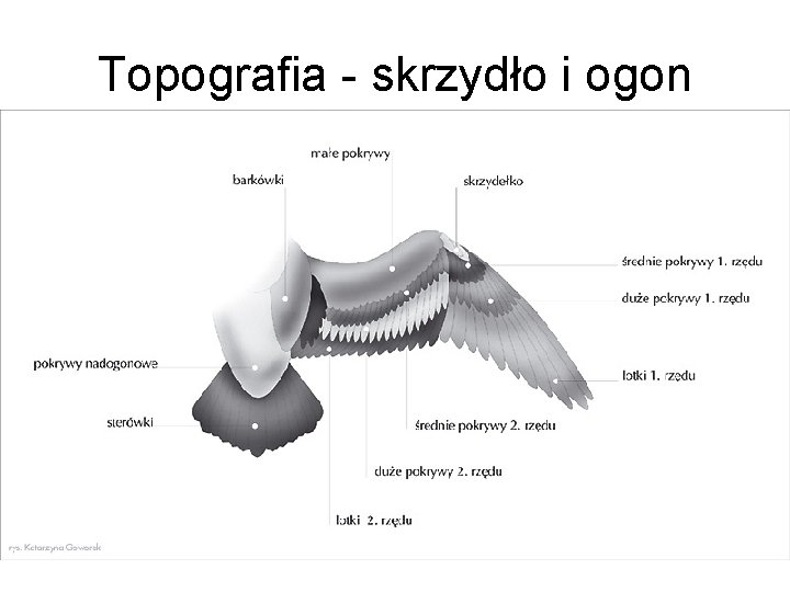 Topografia - skrzydło i ogon 