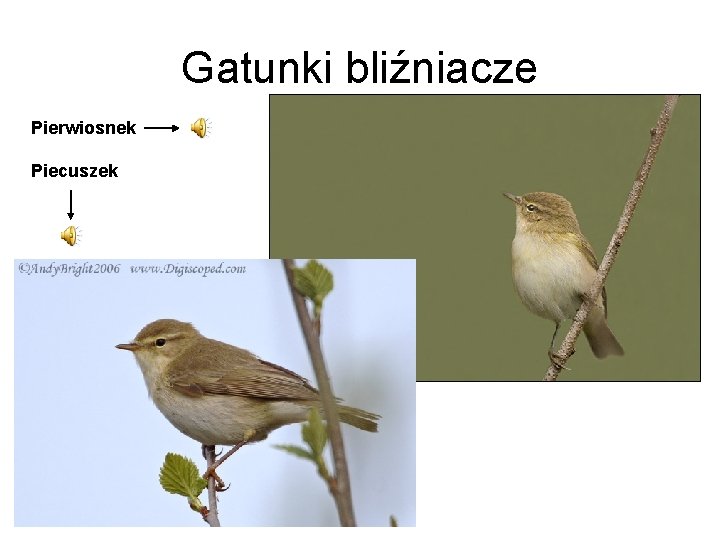 Gatunki bliźniacze Pierwiosnek Piecuszek 