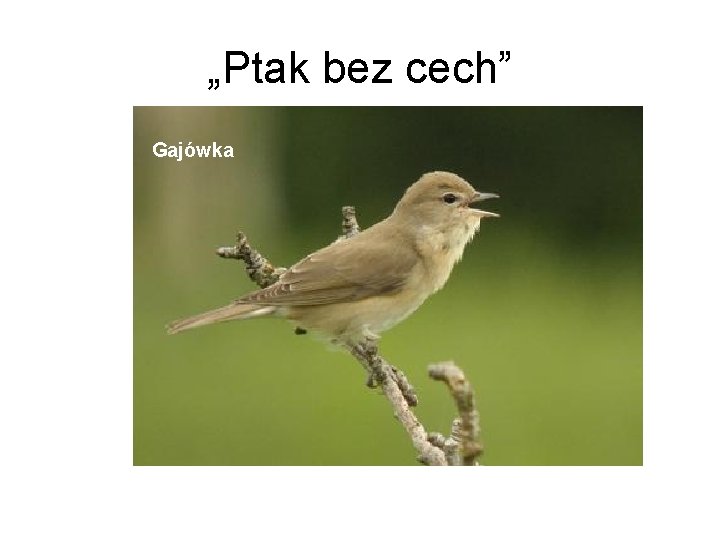 „Ptak bez cech” Gajówka 