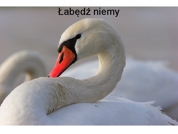 Łabędź niemy 