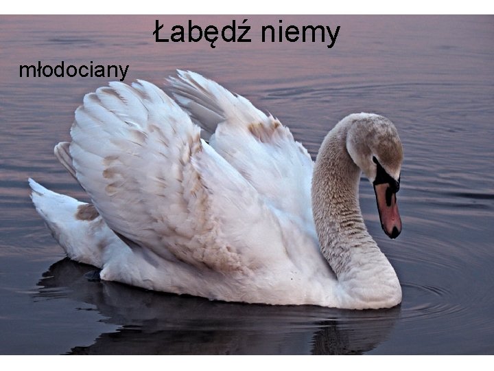 Łabędź niemy młodociany 