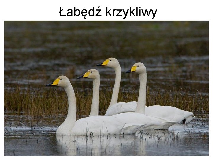 Łabędź krzykliwy 