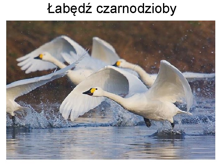 Łabędź czarnodzioby 