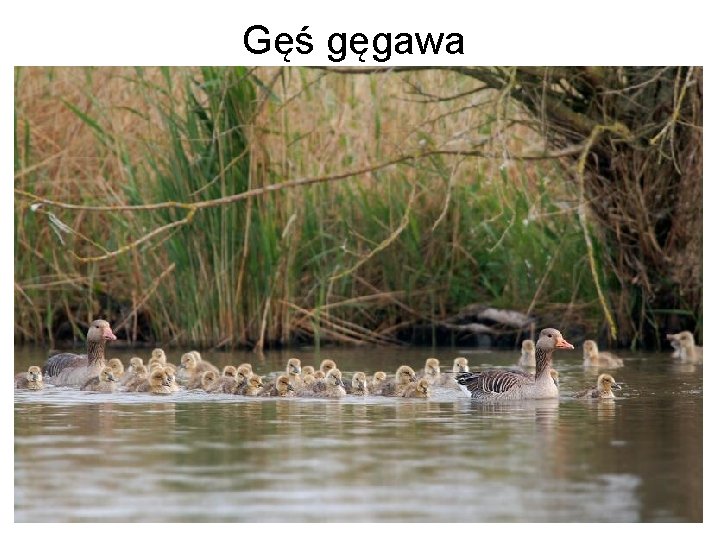 Gęś gęgawa 