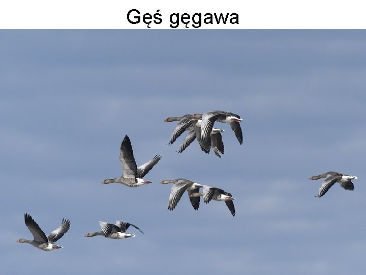 Gęś gęgawa 