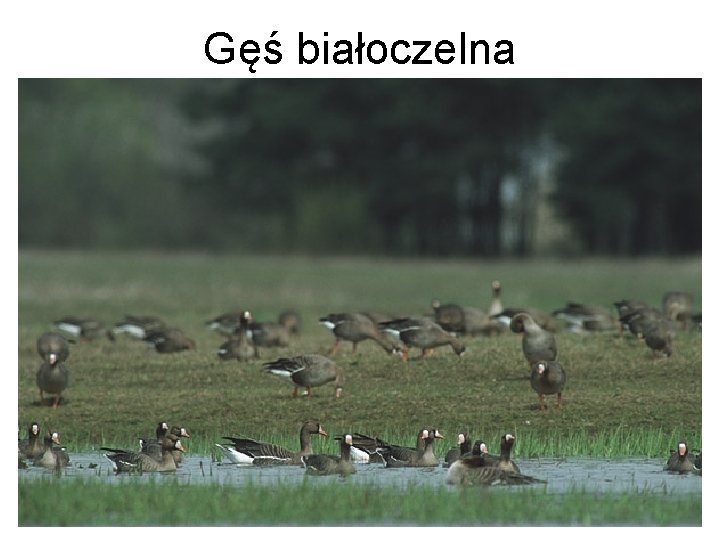 Gęś białoczelna 