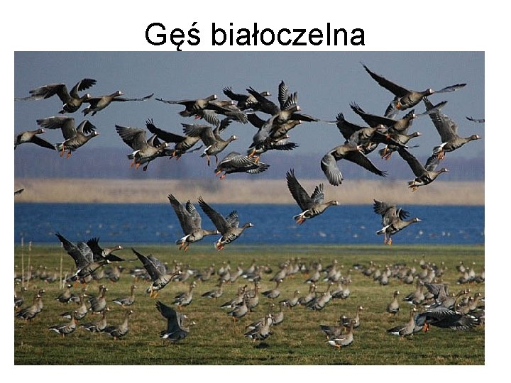 Gęś białoczelna 