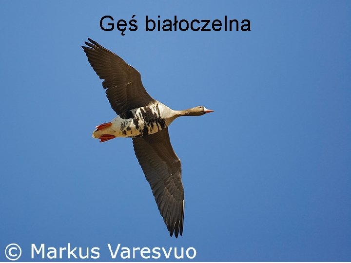 Gęś białoczelna 