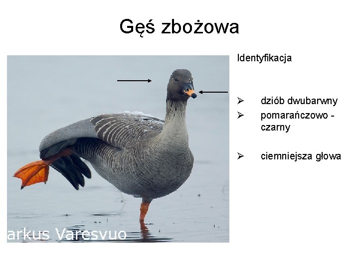 Gęś zbożowa Identyfikacja Ø Ø dziób dwubarwny pomarańczowo czarny Ø ciemniejsza głowa 