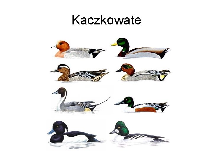 Kaczkowate 