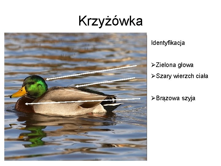 Krzyżówka Identyfikacja ØZielona głowa ØSzary wierzch ciała ØBrązowa szyja 