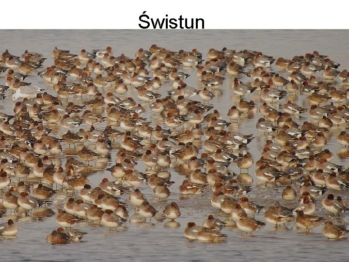 Świstun 