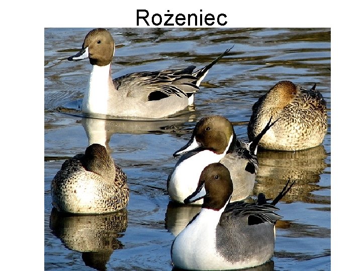 Rożeniec 