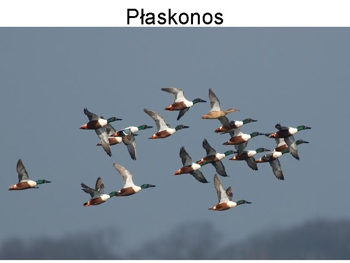 Płaskonos 