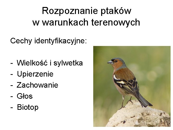 Rozpoznanie ptaków w warunkach terenowych Cechy identyfikacyjne: - Wielkość i sylwetka Upierzenie Zachowanie Głos