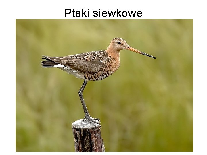 Ptaki siewkowe 