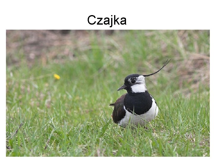 Czajka 