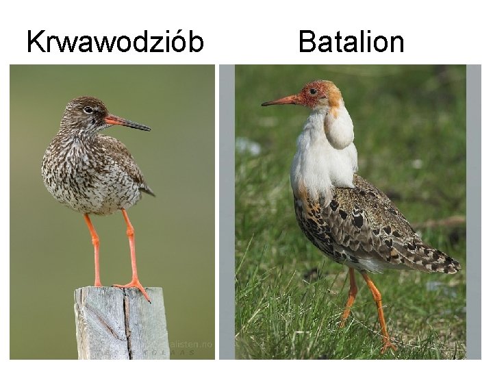 Krwawodziób Batalion 