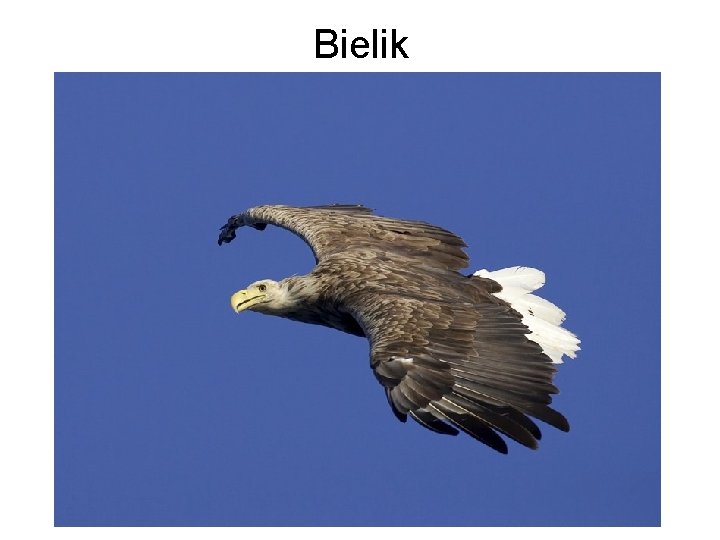 Bielik 