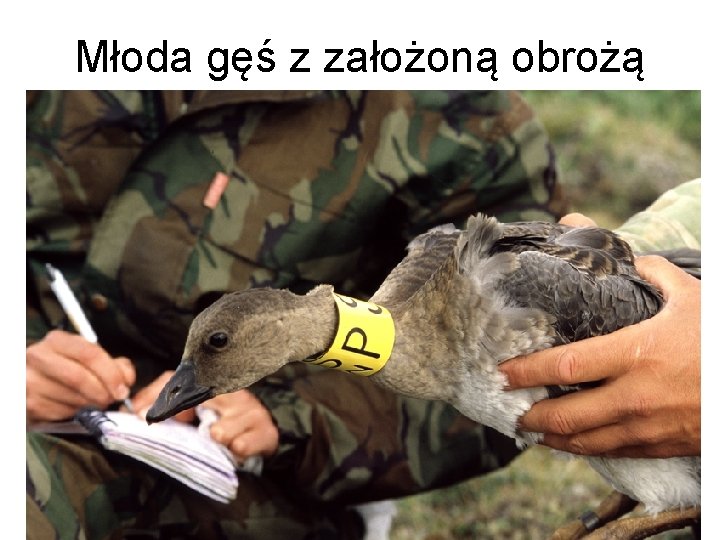 Młoda gęś z założoną obrożą 