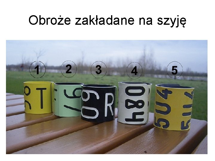 Obroże zakładane na szyję 