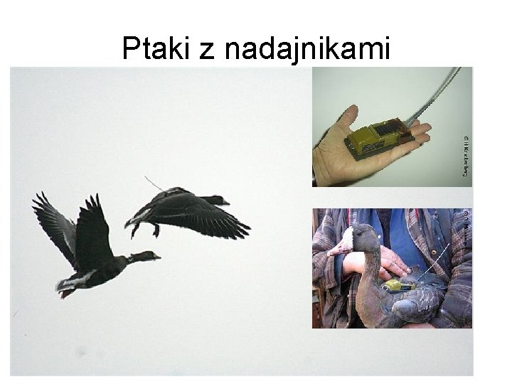 Ptaki z nadajnikami 