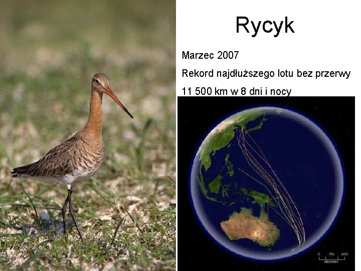 Rycyk Marzec 2007 Rekord najdłuższego lotu bez przerwy 11 500 km w 8 dni