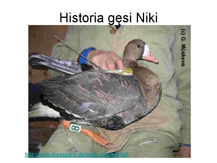 Historia gęsi Niki http: //www. blessgans. de/index. php? id=146 