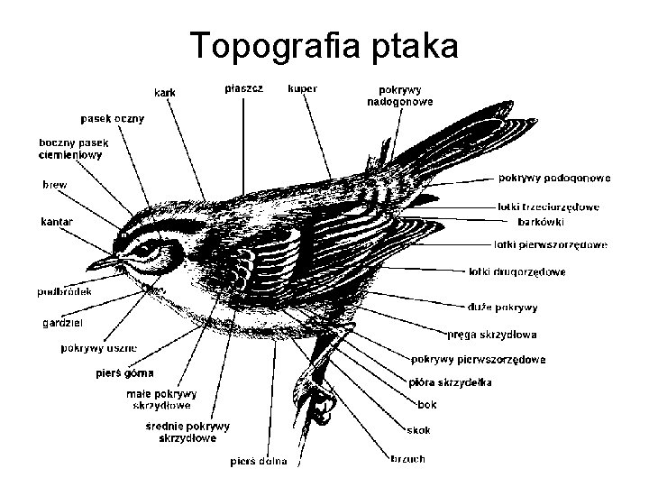 Topografia ptaka 