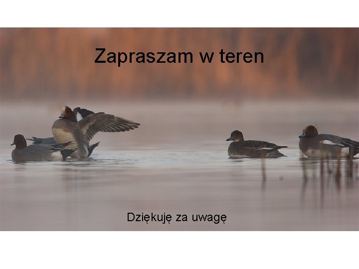 Zapraszam w teren Dziękuję za uwagę 