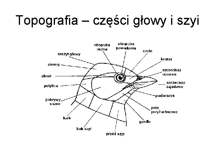 Topografia – części głowy i szyi 