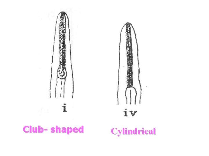 Club- shaped Cylindrical Club- shaped Cylindrical