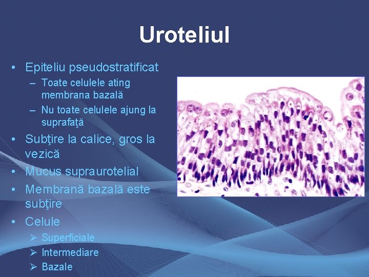 Uroteliul • Epiteliu pseudostratificat – Toate celulele ating membrana bazală – Nu toate celulele Uroteliul • Epiteliu pseudostratificat – Toate celulele ating membrana bazală – Nu toate celulele