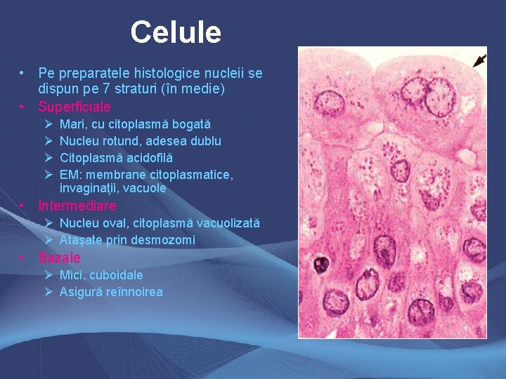 Celule • Pe preparatele histologice nucleii se dispun pe 7 straturi (în medie) • Celule • Pe preparatele histologice nucleii se dispun pe 7 straturi (în medie) •